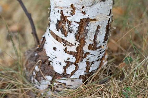 Birch bark pattern with black birch stripes on white birch bark and with birc Stock Photos