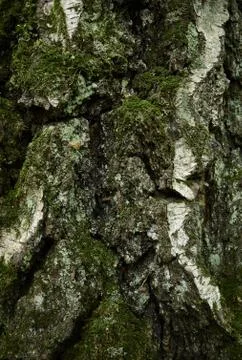 Birch bark pattern. Dark green-gray textured skin of ageing birch Stock Photos