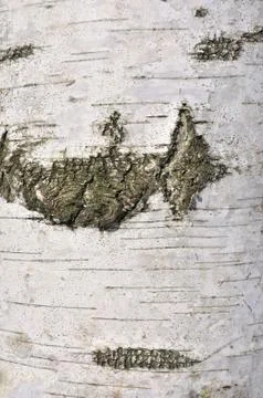 Birch bark Stock Photos