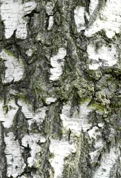 Birch bark Stock Photos