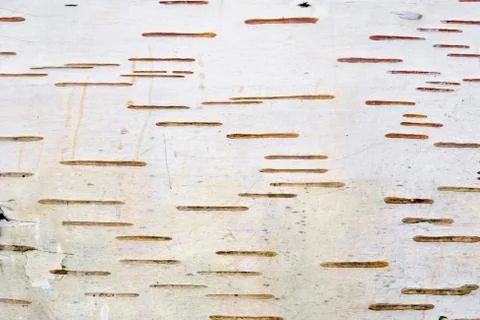 Birch bark Stock Photos
