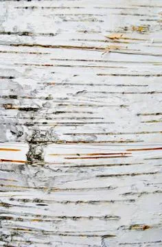 Birch bark Stock Photos