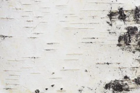 Birch bark Stock Photos