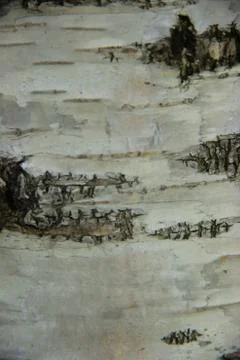 Birch bark Stock-Fotos