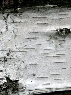 Birch bark Stock Photos