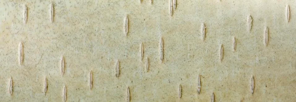 Birch bark Stock Photos