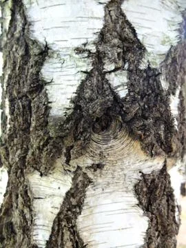 Birch bark. Stock Photos
