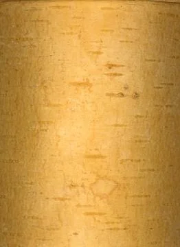 Birch bark Stock Photos