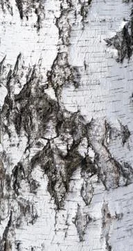 Birch bark Stock-Fotos