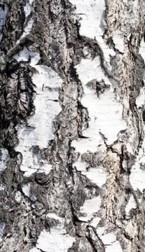 Birch bark Stock Photos