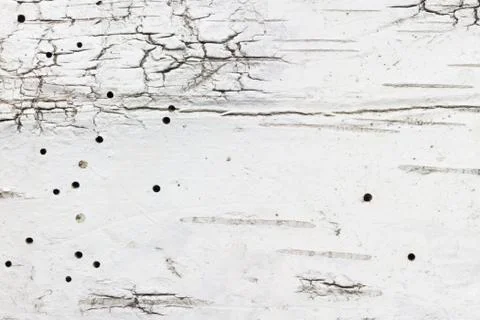 Birch bark Stock Photos