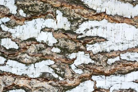 Birch bark. Stock Photos