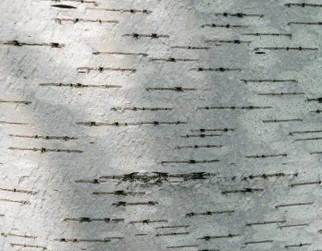 Birch bark Stock Photos