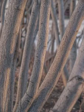 Birch Bark Stock Photos