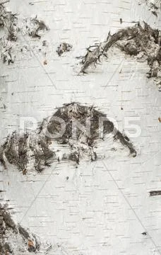 Birch bark Stock Photos