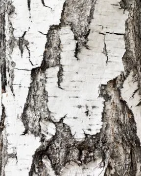 Birch bark Stock Photos