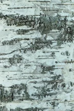 Birch bark 스톡 사진