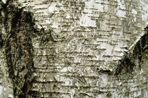 Birch bark Stock Photos