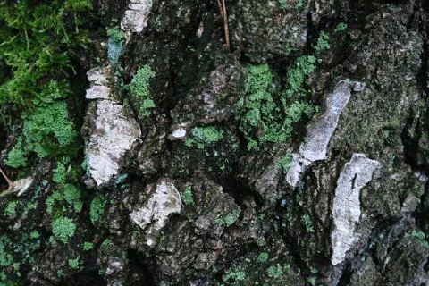 Birch bark Foto stock