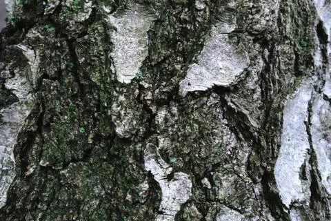 Birch bark Foto stock