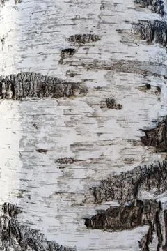 Birch bark Stock Photos