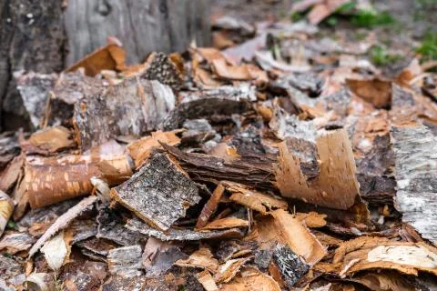 Birch bark. Stock Photos