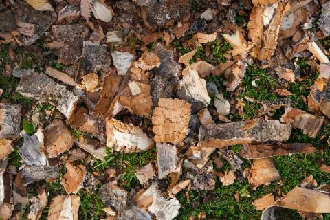 Birch bark. Stock Photos