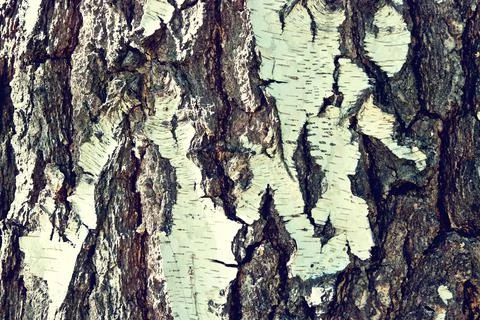 Birch bark Stock Photos