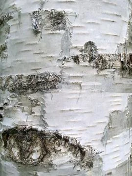 Birch bark Stock Photos