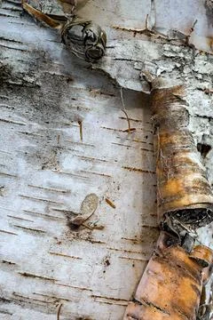 Birch Bark 库存照片