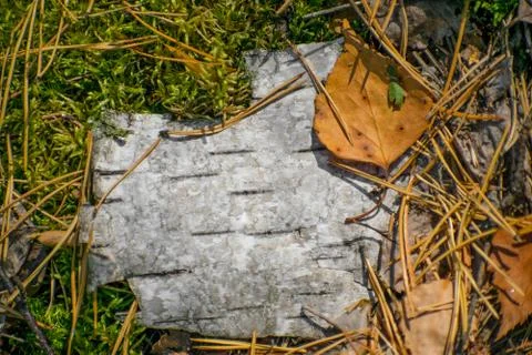 Birch bark surface background image. Autumn leaves, natural woodland backgrou Stock Photos
