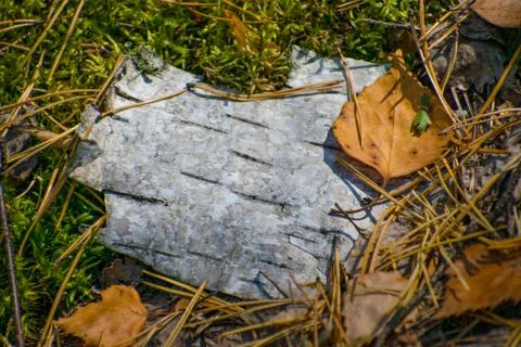 Birch bark surface background image. Autumn leaves, natural woodland backgrou Stock Photos
