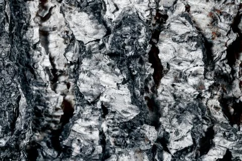 Birch bark surface. Stock Photos