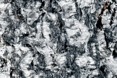 Birch bark surface. Stock Photos