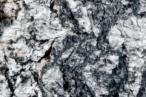 Birch bark surface. Stock Photos
