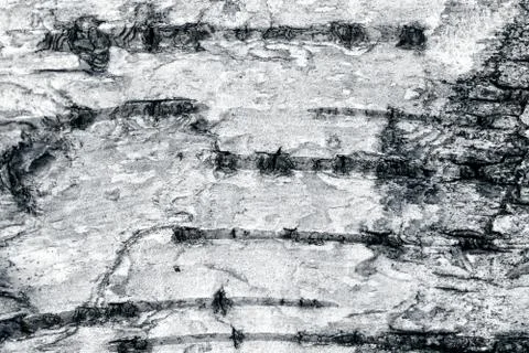 Birch bark surface. Stock Photos