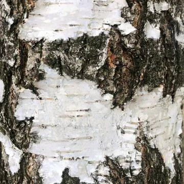 Birch bark texture background paper Stock Photos