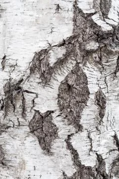 Birch bark texture background Stock Photos