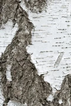 Birch bark texture background Stock Photos