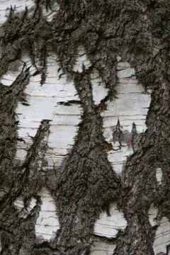 Birch bark texture background. Stock Photos