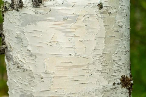 Birch bark texture. Bark on the trunk of a birch tree. Young birch bark Stock Photos