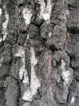 Birch bark texture up close black and white colors Stock Photos