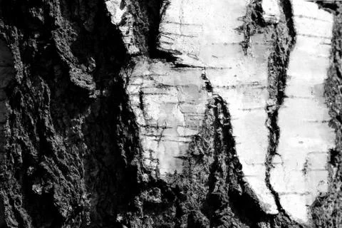 Birch bark texture close up. Monochrome natural background Stock Photos