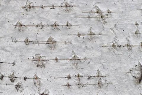 Birch bark texture close-up natural background ornament Stock Photos