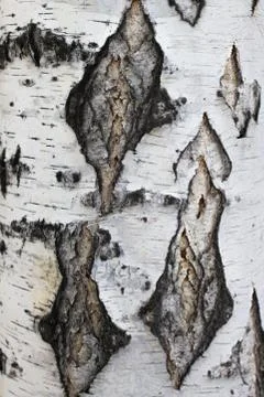 Birch bark texture closeup Stock Photos