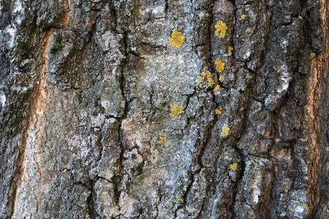 Birch bark texture with deep vertical cracks and patches of gray lichen 스톡 사진