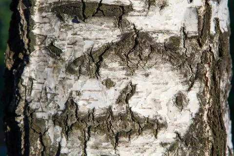 Birch bark texture natural background close-up Stock Photos