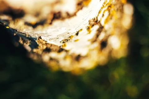 Birch bark texture natural background paper close-up Stock Photos
