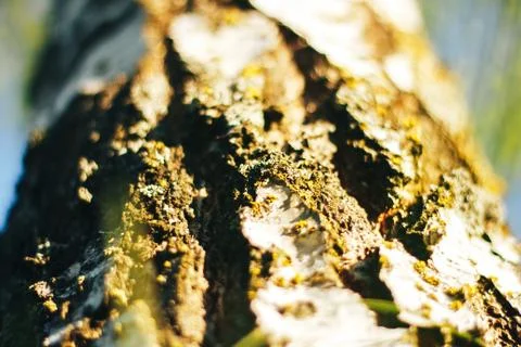 Birch bark texture natural background paper close-up Stock Photos