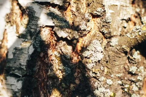 Birch bark texture natural background paper close-up Stock Photos